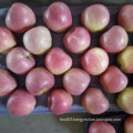 Top Quality of Fresh Qinguan Apple